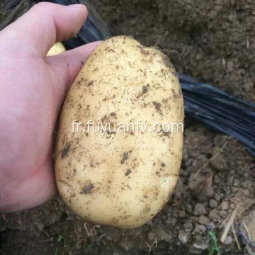 Haute qualité bonne savoureuse pomme de terre fraîche